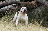 BOULEDOGUE AMERICAIN 077